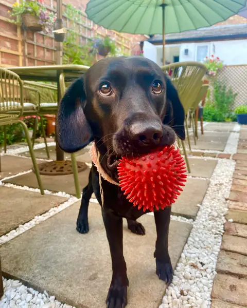 A dog with a red ball in the back garden